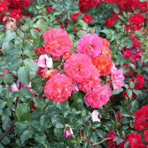 Meet your Posher, Iliana